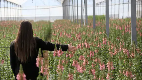Aslanağzı Üretimiyle Avrupa Pazarına İlk Sevkiyat